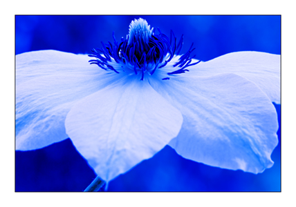 Blue Clematis 4